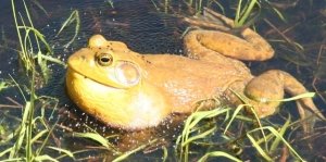 Spring Frog