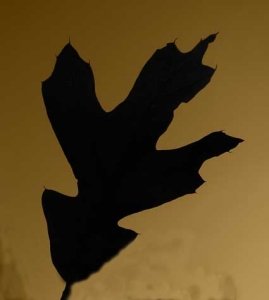 Southern Red "Ghost" Leaf for Halloween Guide to Eastern Shore of Maryland and Southern Delaware