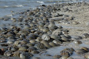Horseshoe Crabs at Delaware BayTHIS