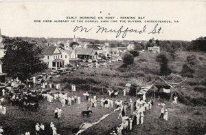 Chincoteague Pony Penning Postcard 1930