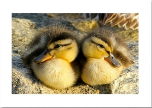 Baby Ducks Card in Valentines Collection of Secrets of the Eastern Shore