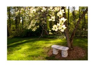 Dogwood in Bloom Greeting Card for for Valentines Collection of Secrets of the Eastern Shore