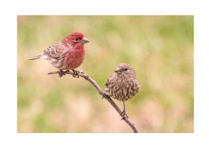 Finches on a Branch for the Valentines Collection of Greeting Cards from Secrets of the Eastern Shore 
