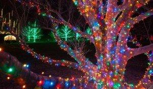 A Longwood Christmas Photo