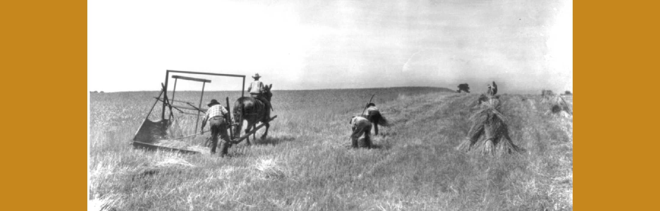 Harvest Time, 1850s: Roast lamb for lunch, swigging rye whiskey in the field …