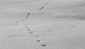 Tracks in the Snow for Journey of a Loving Husband (1)