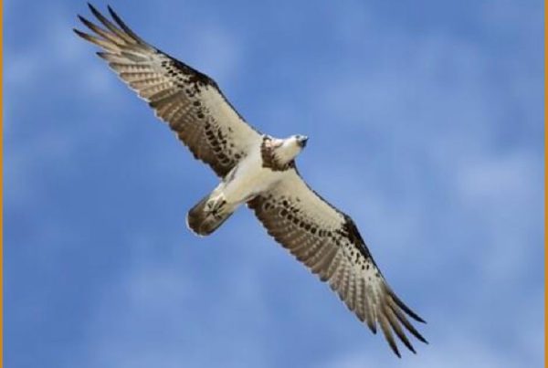 March 2026 Featured Photo Osprey Flying