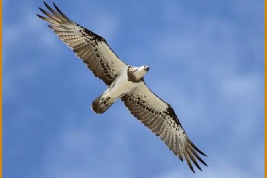 March 2026 Featured Photo Osprey Flying